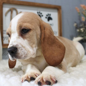 Beagle Puppy Jax