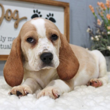 Beagle Puppy Jax