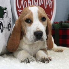 Beagle Puppy Jax