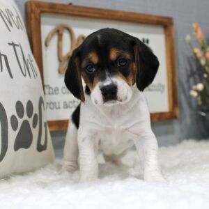 Beagle Puppy Millie