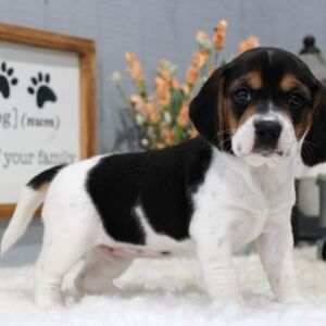 Beagle Puppy Millie