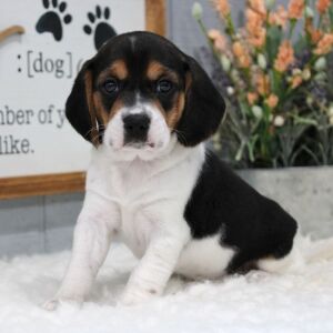 Beagle Puppy Millie