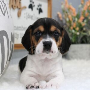 Beagle Puppy Millie