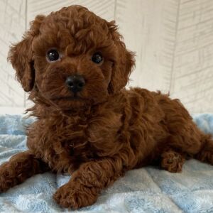 Poodle Puppy Rexx