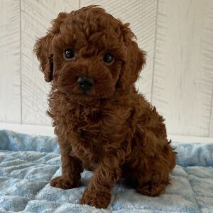 Poodle Puppy Rexx