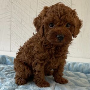 Poodle Puppy Rexx