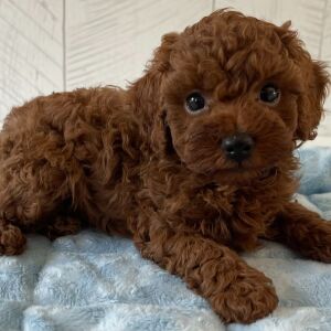 Poodle Puppy Rexx