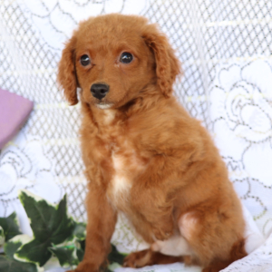 Cavapoo Puppy Lightning