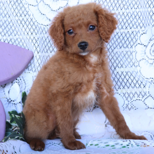 Cavapoo Puppy Lightning