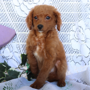 Cavapoo Puppy Lightning