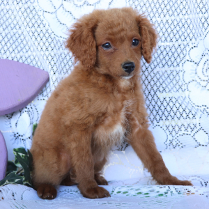 Cavapoo Puppy Lightning