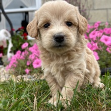 Goldendoodle Puppy Gary