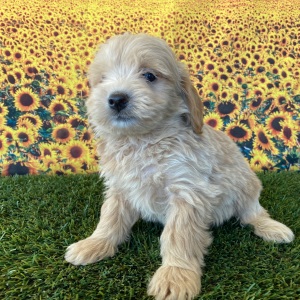 Goldendoodle Puppy Gary