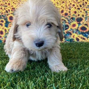 Goldendoodle Puppy Gary