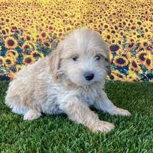 Goldendoodle Puppy Gary