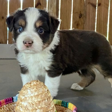 Australian Shepherd Puppy Pickle