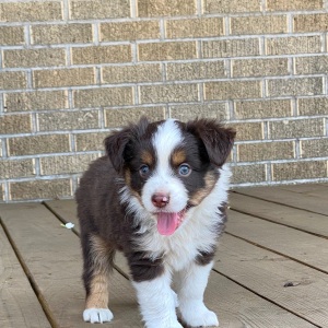 Australian Shepherd Puppy Pickle