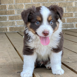 Australian Shepherd Puppy Pickle