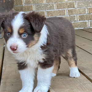 Australian Shepherd Puppy Pickle