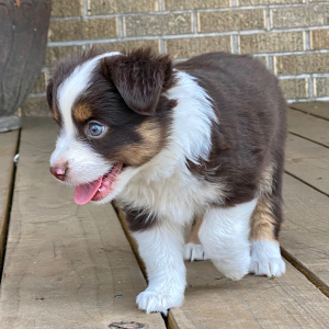 Australian Shepherd Puppy Pickle