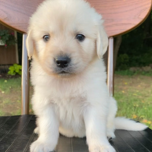 Golden Retriever Puppy Banner