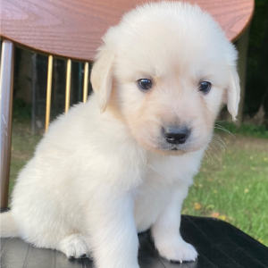Golden Retriever Puppy Banner