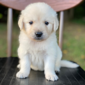 Golden Retriever Puppy Banner