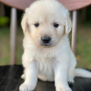 Golden Retriever Puppy Banner