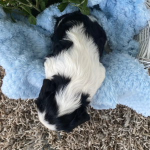 Cavalier King Charles Spaniel Puppy Cameron