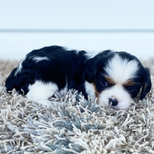 Cavalier King Charles Spaniel Puppy Cameron