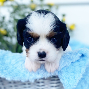 Cavalier King Charles Spaniel Puppy Cameron