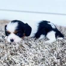 Cavalier King Charles Spaniel Puppy Cameron