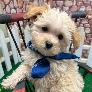 Maltipoo Puppy Julian