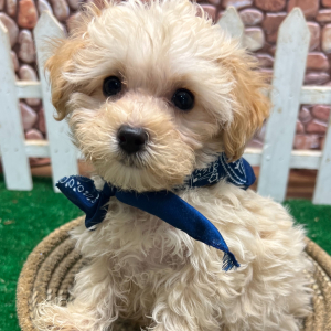 Maltipoo Puppy Julian