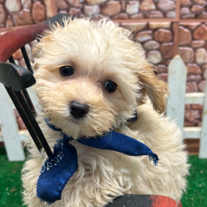 Maltipoo Puppy Julian
