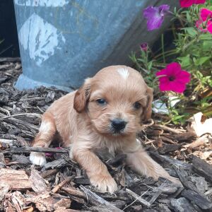 Cavapoo Puppy Charlie