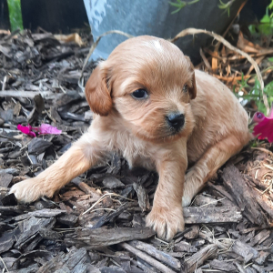Cavapoo Puppy Charlie