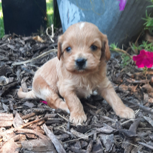 Cavapoo Puppy Charlie