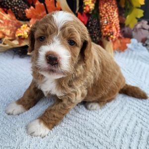 Goldendoodle Puppy Kourtney