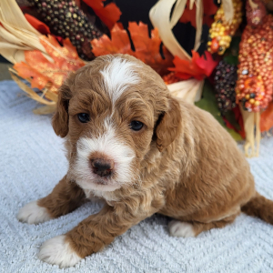 Goldendoodle Puppy Kourtney