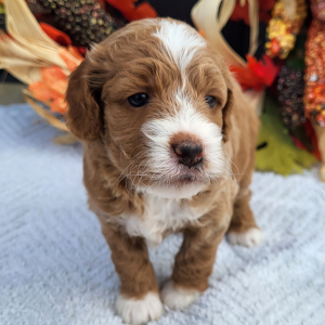 Goldendoodle Puppy Kourtney