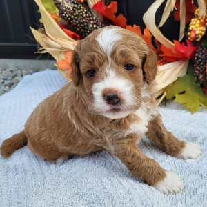 Goldendoodle Puppy Kourtney