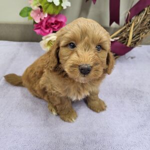 Goldendoodle Puppy Peter