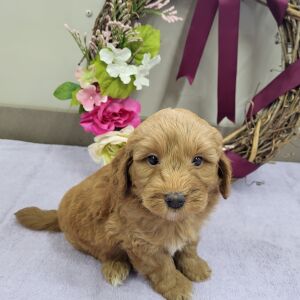 Goldendoodle Puppy Peter