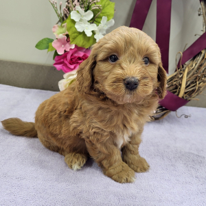 Goldendoodle Puppy Peter