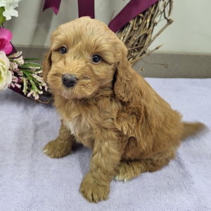 Goldendoodle Puppy Peter