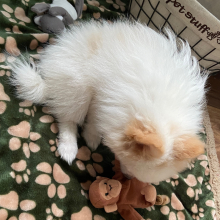 Pomeranian Puppy Spot