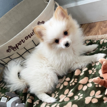 Pomeranian Puppy Spot