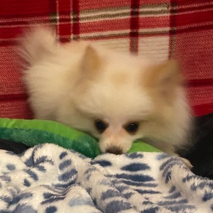 Pomeranian Puppy Spot