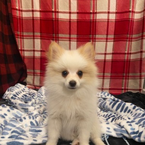 Pomeranian Puppy Spot